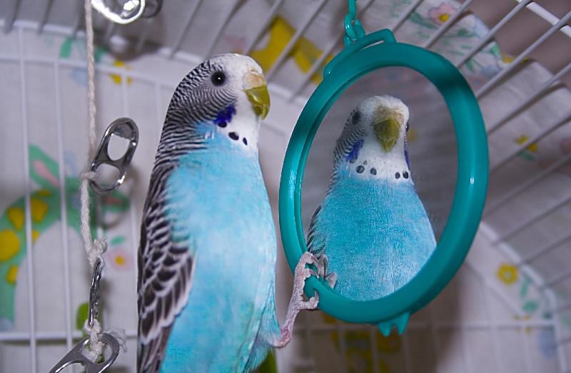 Зеркало в клетке волнистого попугая