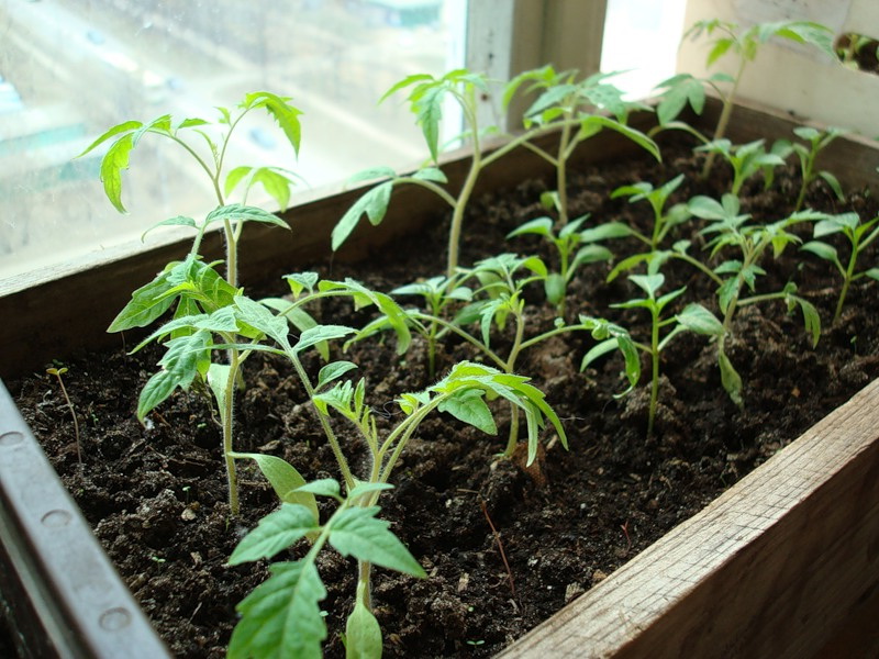 Как выращивать рассаду томатов в ящиках