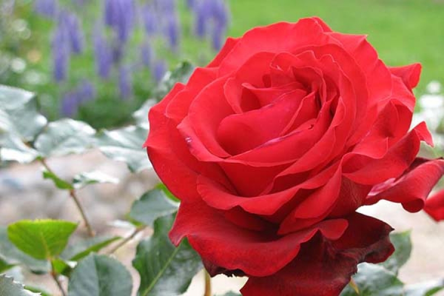 Роза «Гранд Гала»: правила посадки, обрезки и выращивания 