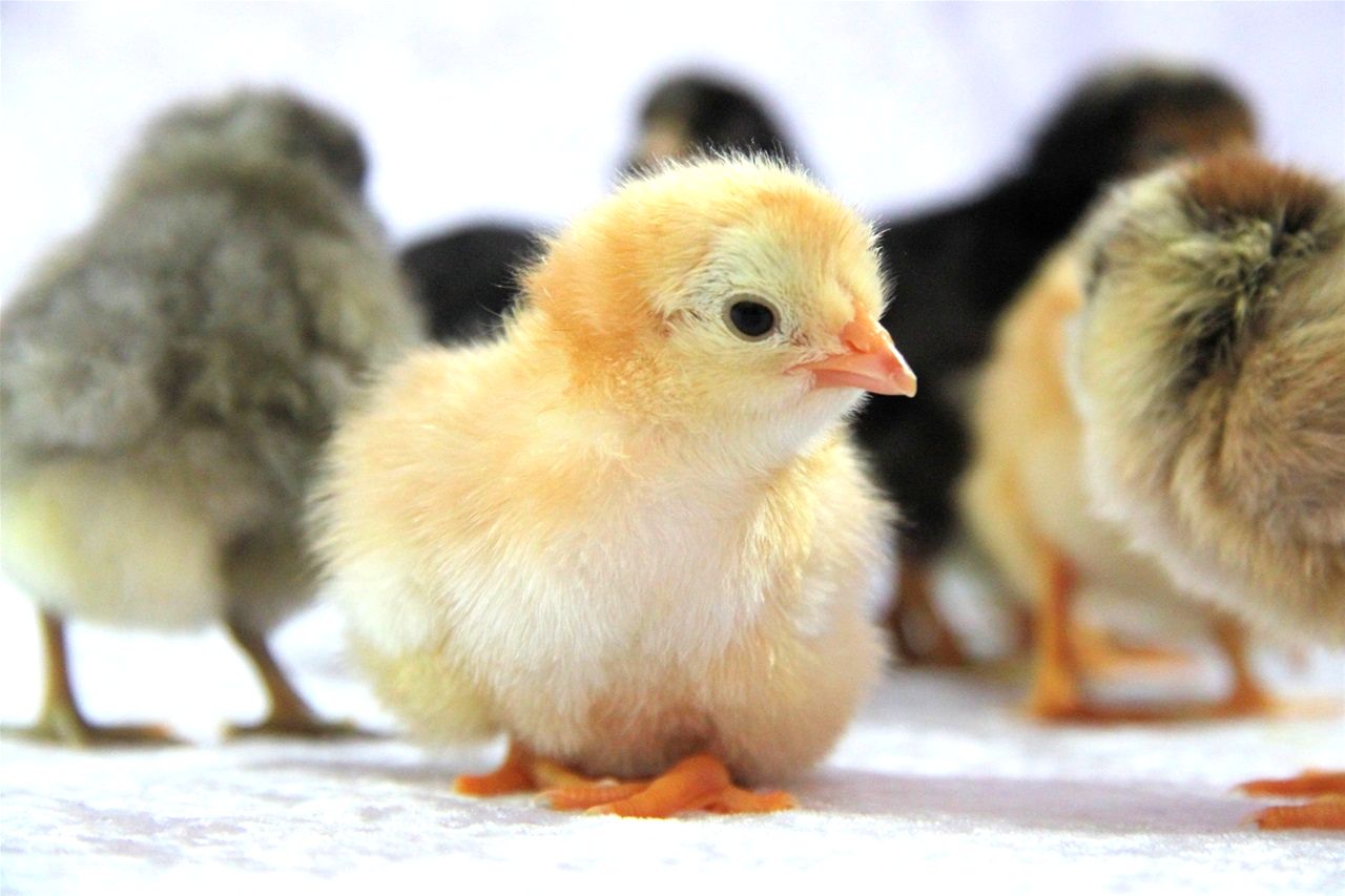 Как лечить кокцидиоз у цыплят