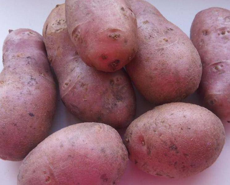 Ред Скарлет: характеристика, описание и выращивание сорта картофеля