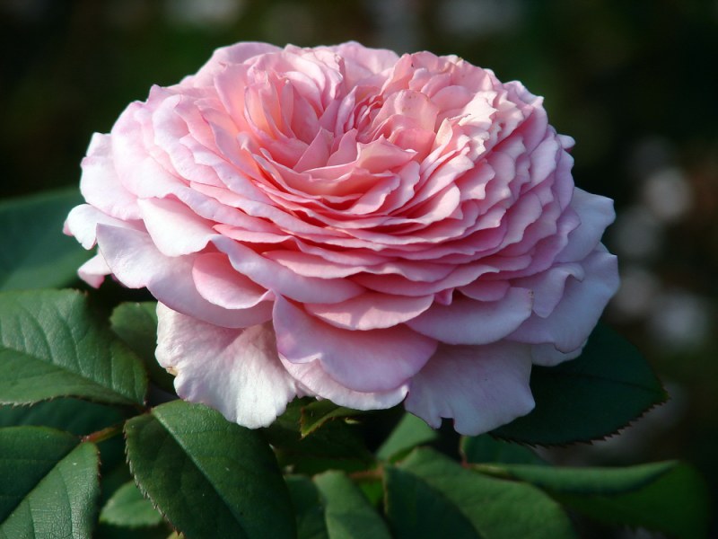 Розы Дэвида Остина: новые сорта английских роз