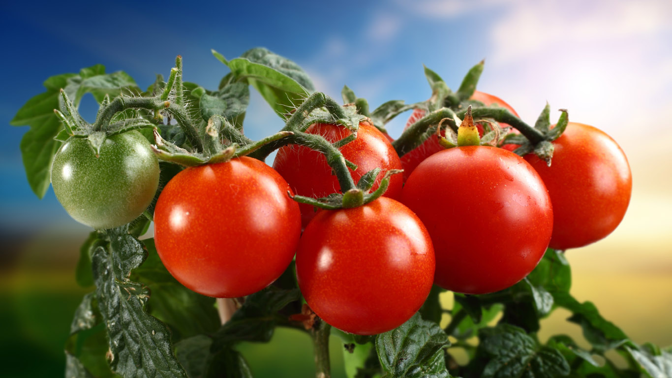 Как ускорить созревание помидор на огороде и дома