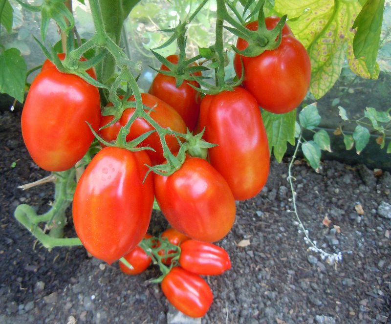 Чем подкормить помидоры в июле