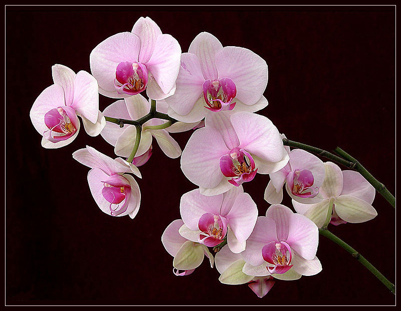Поздравления С Днем Рождения Орхидея Картинки