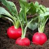 Как вырастить редиску – секреты хорошего урожая