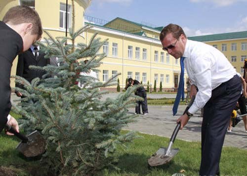 Как высадить ель