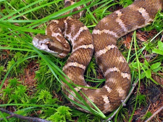 Как вывести змей