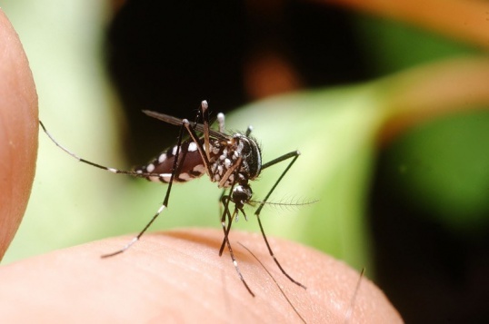 как убрать раны от укусов комаров
