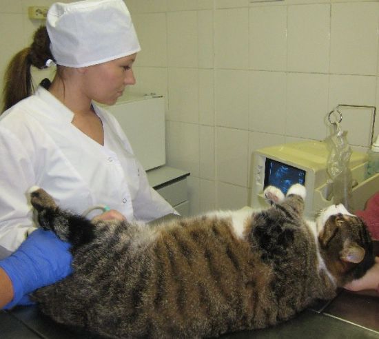 Как сделать коту узи Как сделать коту узи