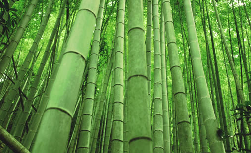 Как размножать бамбук