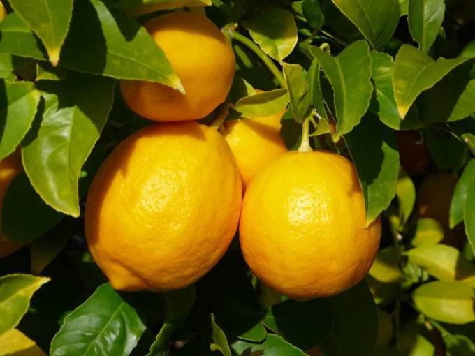 Как употреблять яйцо с лимоном при сахарном диабете