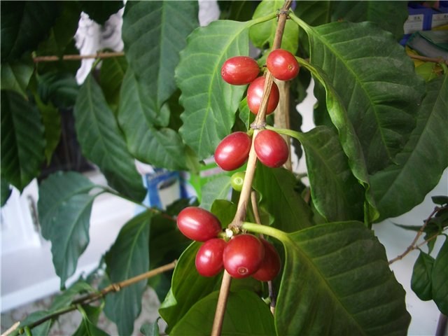 Как вырастить кофе из семян дома