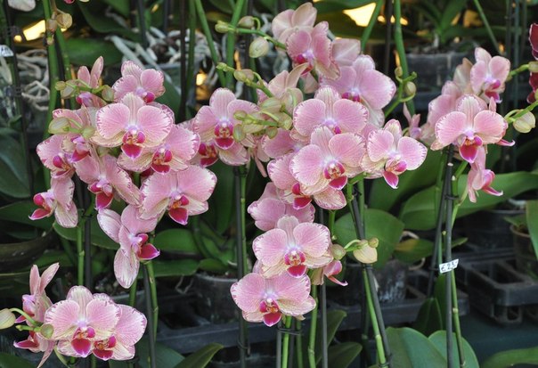 Болезни орхидей и их лечение