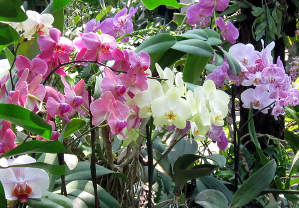 Горшок для орхидеи