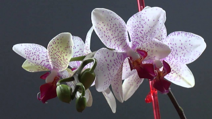 Как действовать, если орхидея отцвела