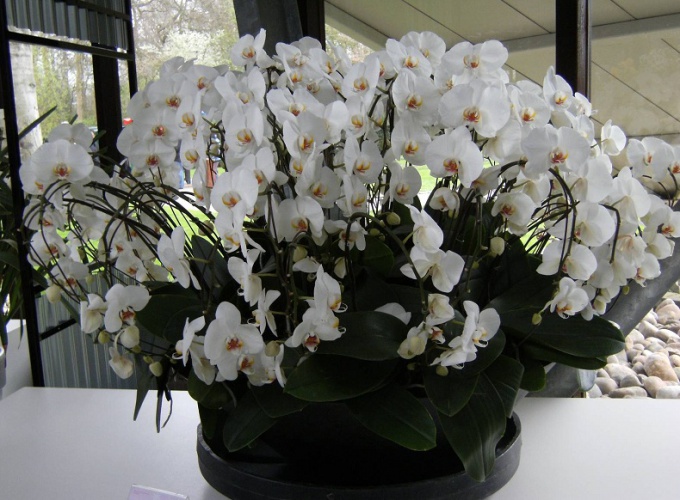 Как размножаются орхидеи в домашних условиях