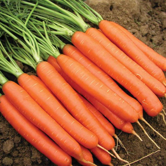 Когда сажать морковь на еду и на хранение