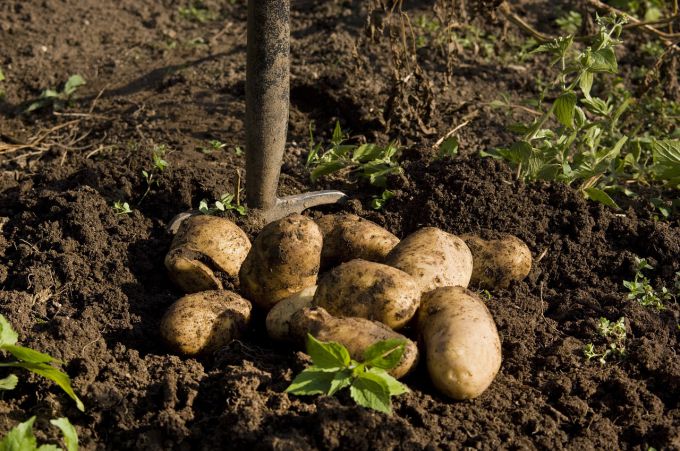 Через сколько дней после посадки можно копать картофель