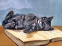 Как нарисовать глаза котенка