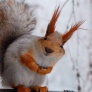 happysquirrel