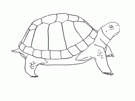 Как нарисовать <strong>черепашку</strong>