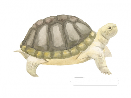 Как нарисовать <strong>черепашку</strong>