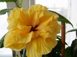 Как ухаживать за комнатным гибискусом