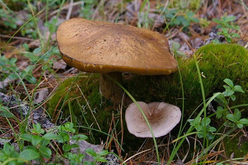 Как отличить съедобный гриб от несъедобного 🚩 грибы съедобные и несъедобные 🚩 Еда 🚩 Другое