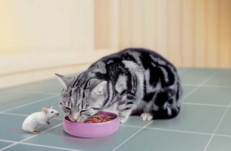 Как отмерить сухой корм для кошки thumbnail