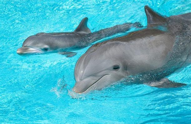 Картинки по запросу дельфин с детенышем