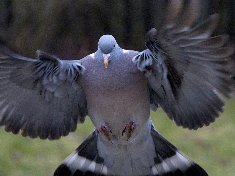 Звук голубей скачать бесплатно