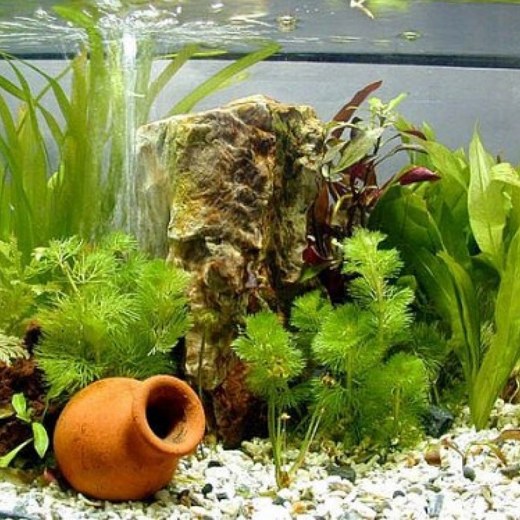 Полезный совет: как сделать своими руками распылитель воздуха для аквариума из капельницы