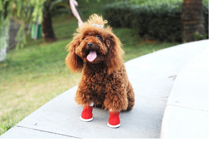 обувь для собак зачем нужна