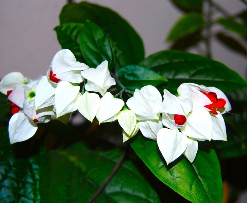 Домашние цветы с белыми цветами фото и названия