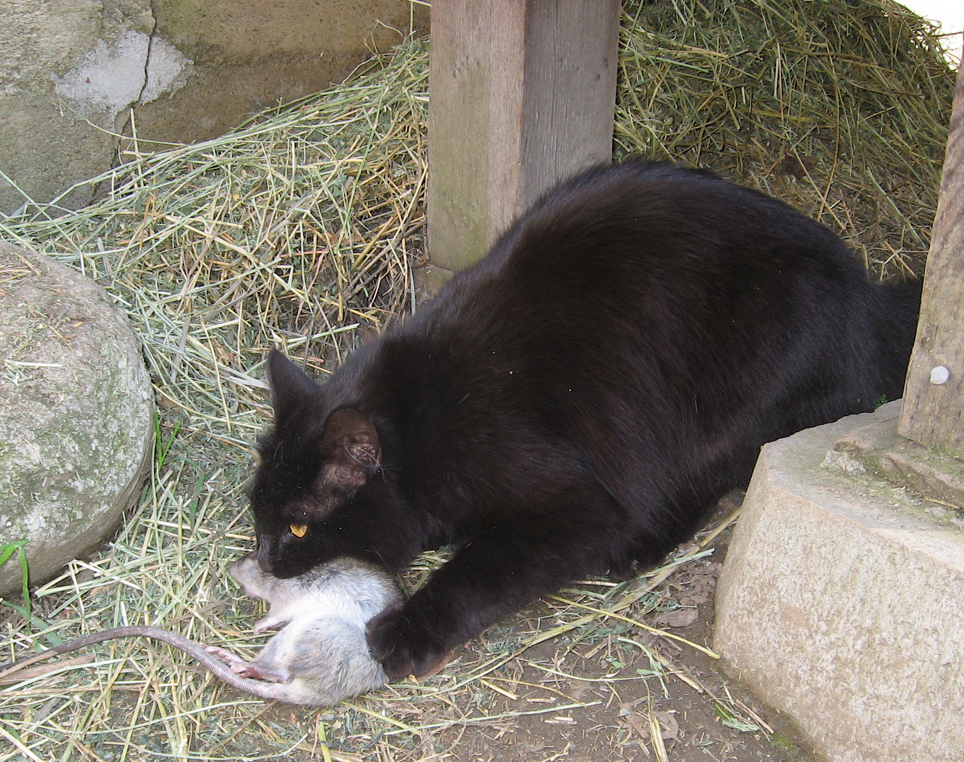 Догони кошку. Черная кошка крысоловка. Кот поймал крысу. Кот ловит крысу. Кошки черные крысыловки.