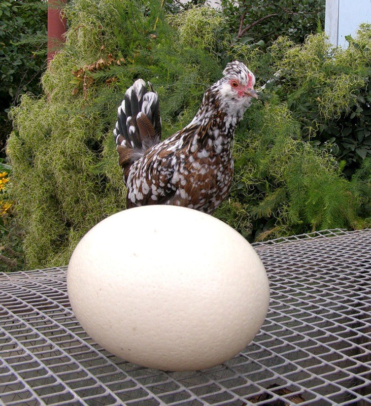 Кура несущая крупные яйца. Курица с яйцами. Огромные куры. Цветные яйца куриные. Куры которые крупные яйца.