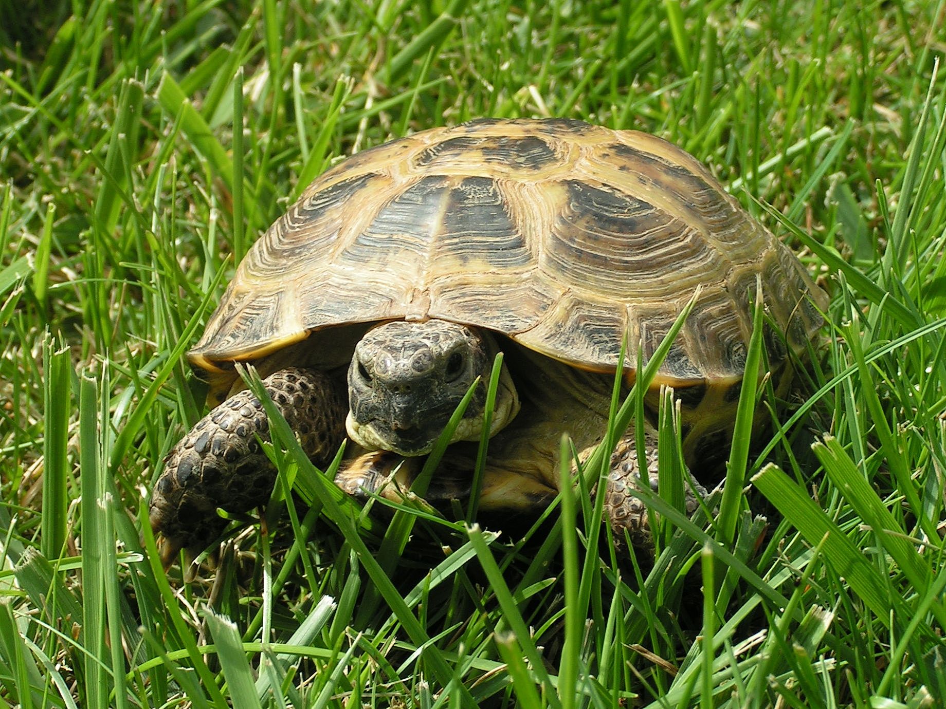 Черепахи москва сухопутная. Среднеазиатская сухопутная черепаха. Среднеазиатская черепаха зелёная. Балканская сухопутная черепаха. Черепаха сухопутная домашняя.