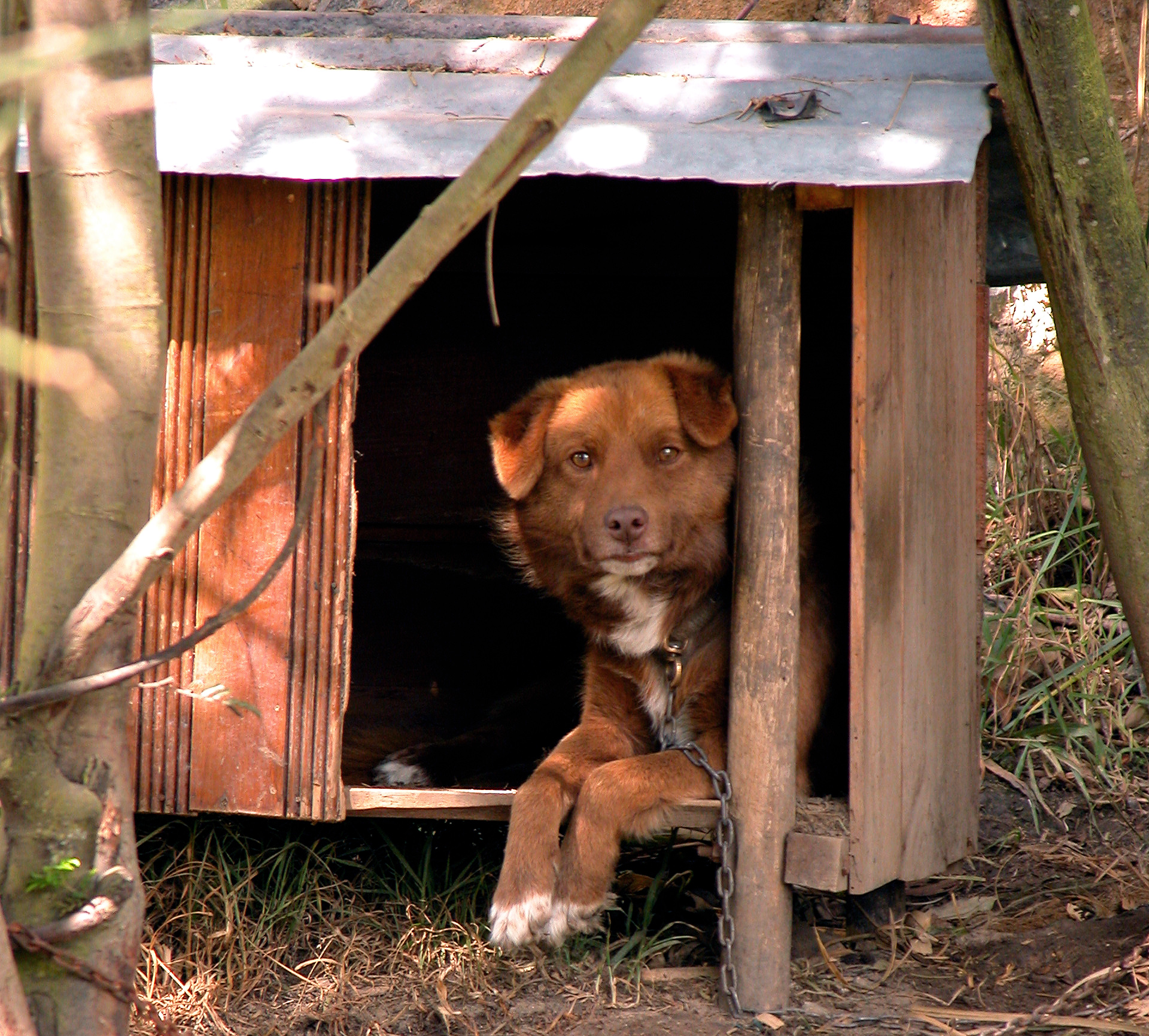 Дома появилась собака. Собака с конурой. Будка для собаки. Собака в будке на цепи. Собака в деревне.