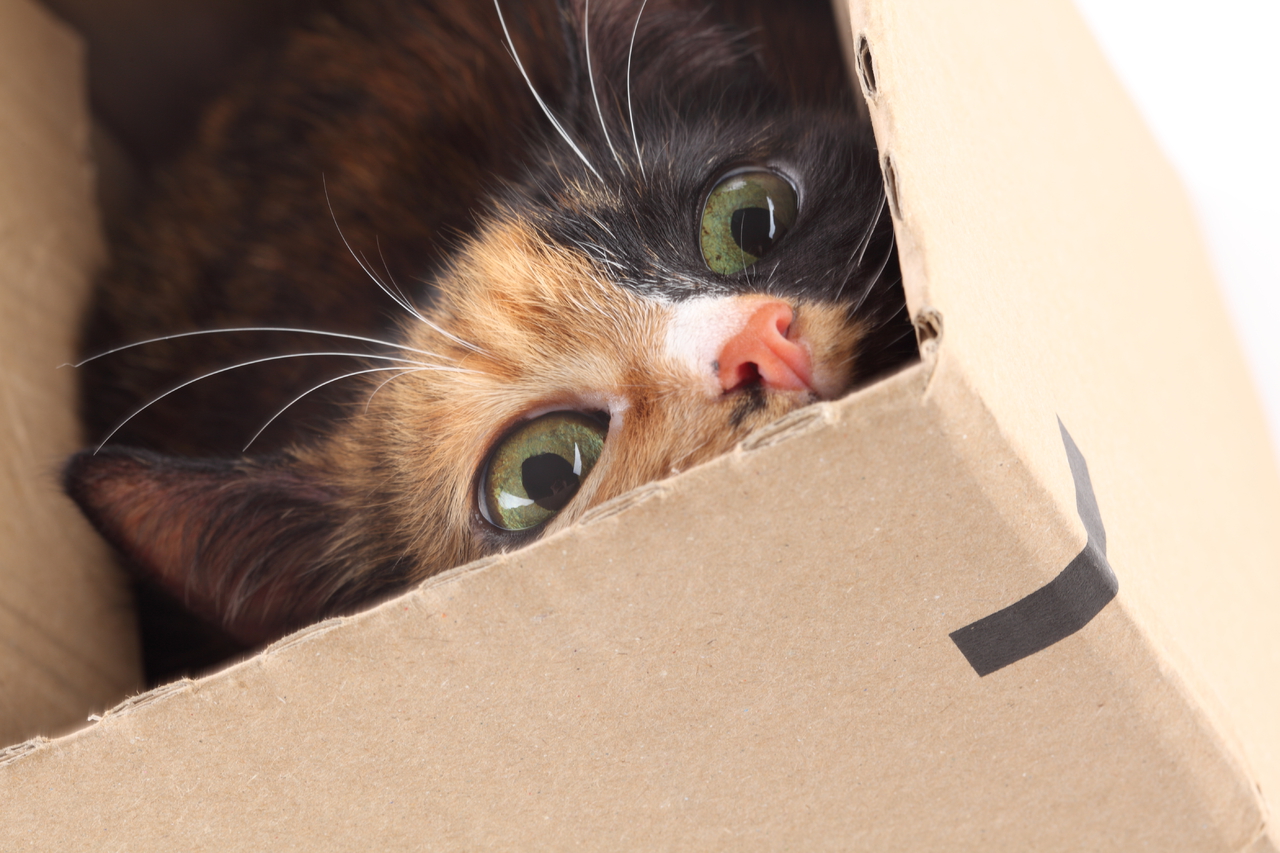 Выглядывают разбор. Котик прячется в коробке. Кот спрятался в коробке. Кот выглядывает. Котенок выглядывает из коробки.