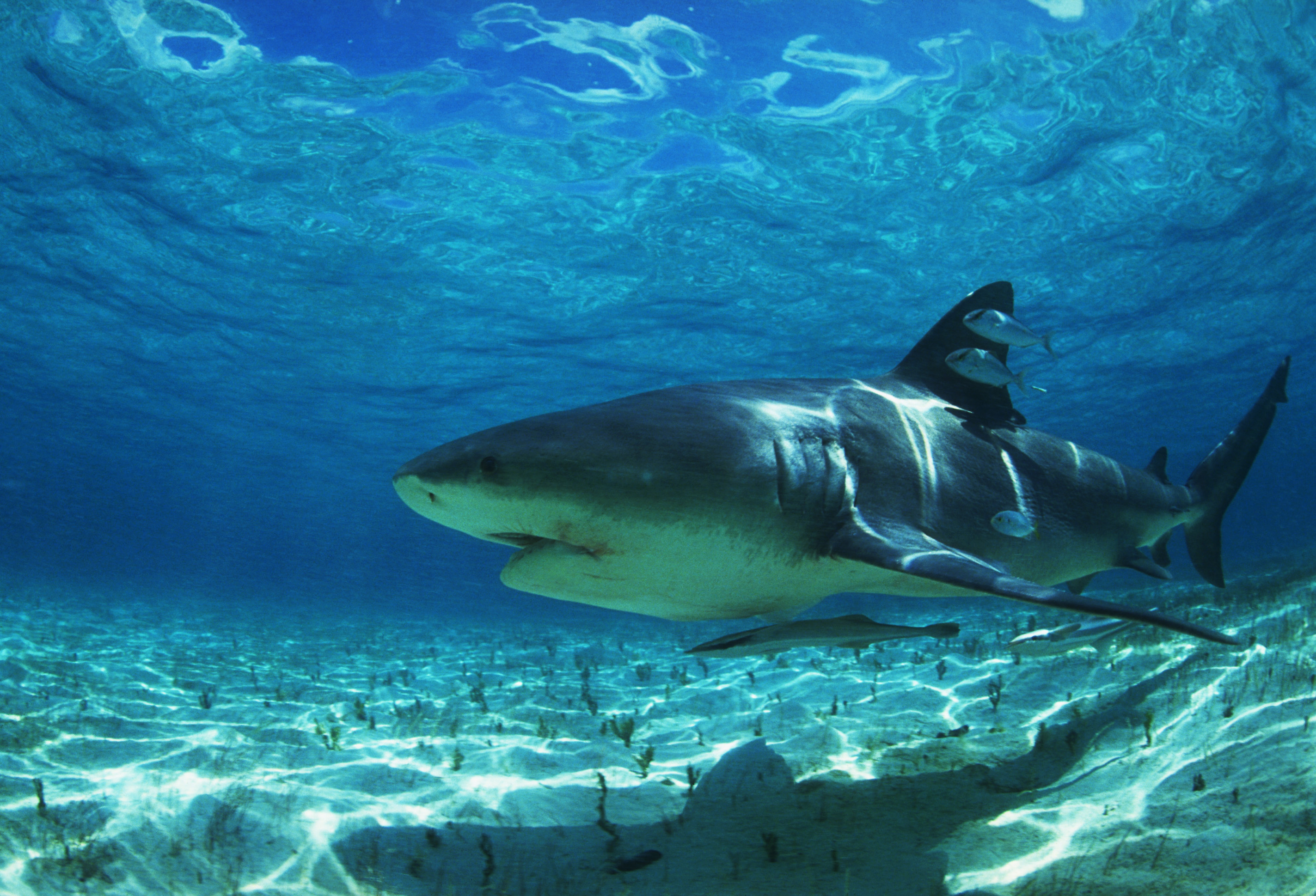 Большая морская акула. Тигровая акула в Красном море. Красное море подводный мир акулы. Гангская акула. Белая акула.