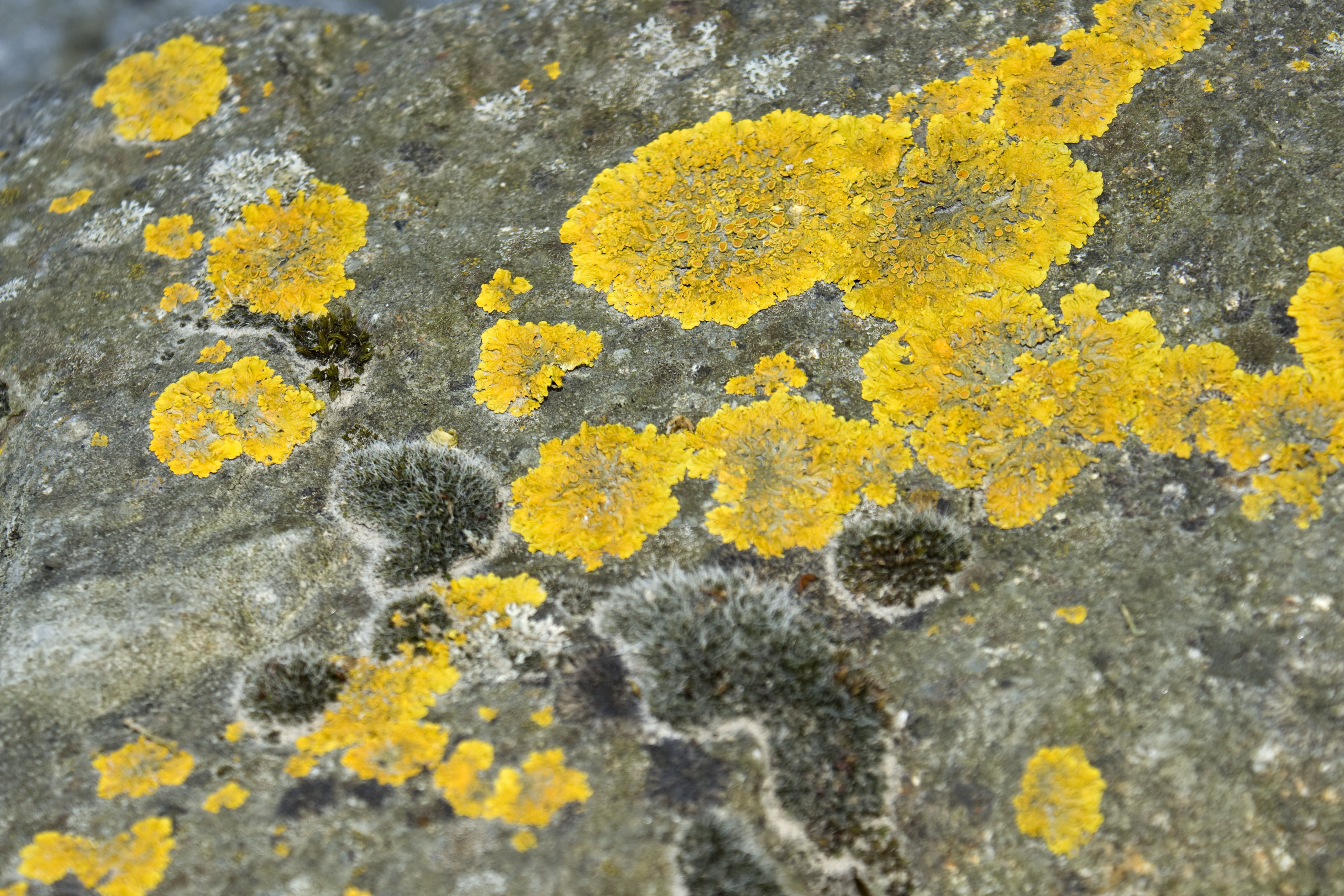 Желтая плесень chrysosporium luteum