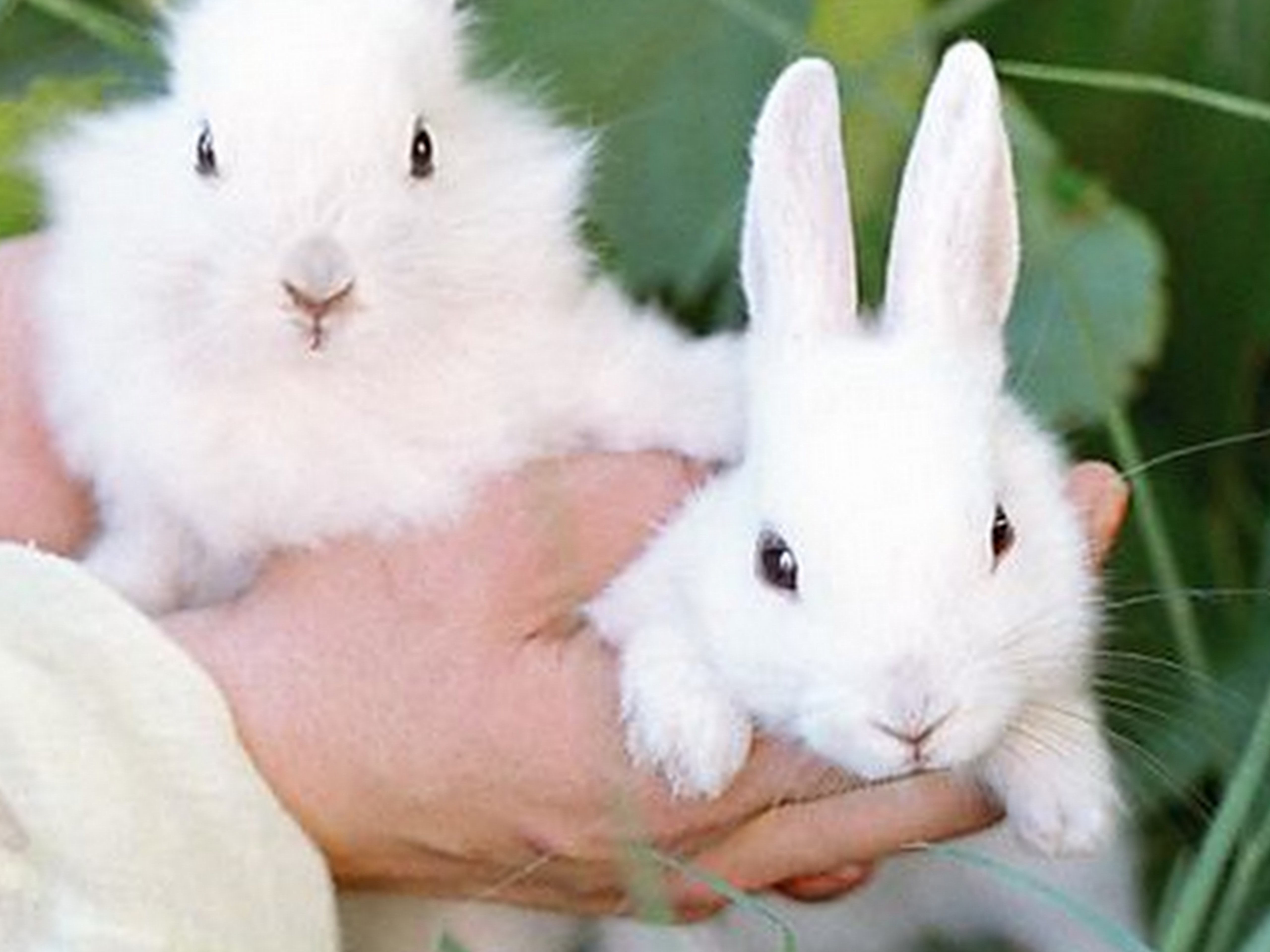 пол кроликов фото