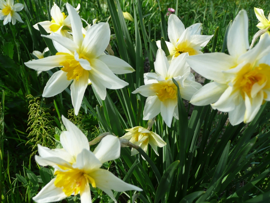 Название цветка нарцисс. Cassata Нарцисс. Нарцисс Гелиос. Нарцисс желтый сорта. Нарцисс полуголандский.