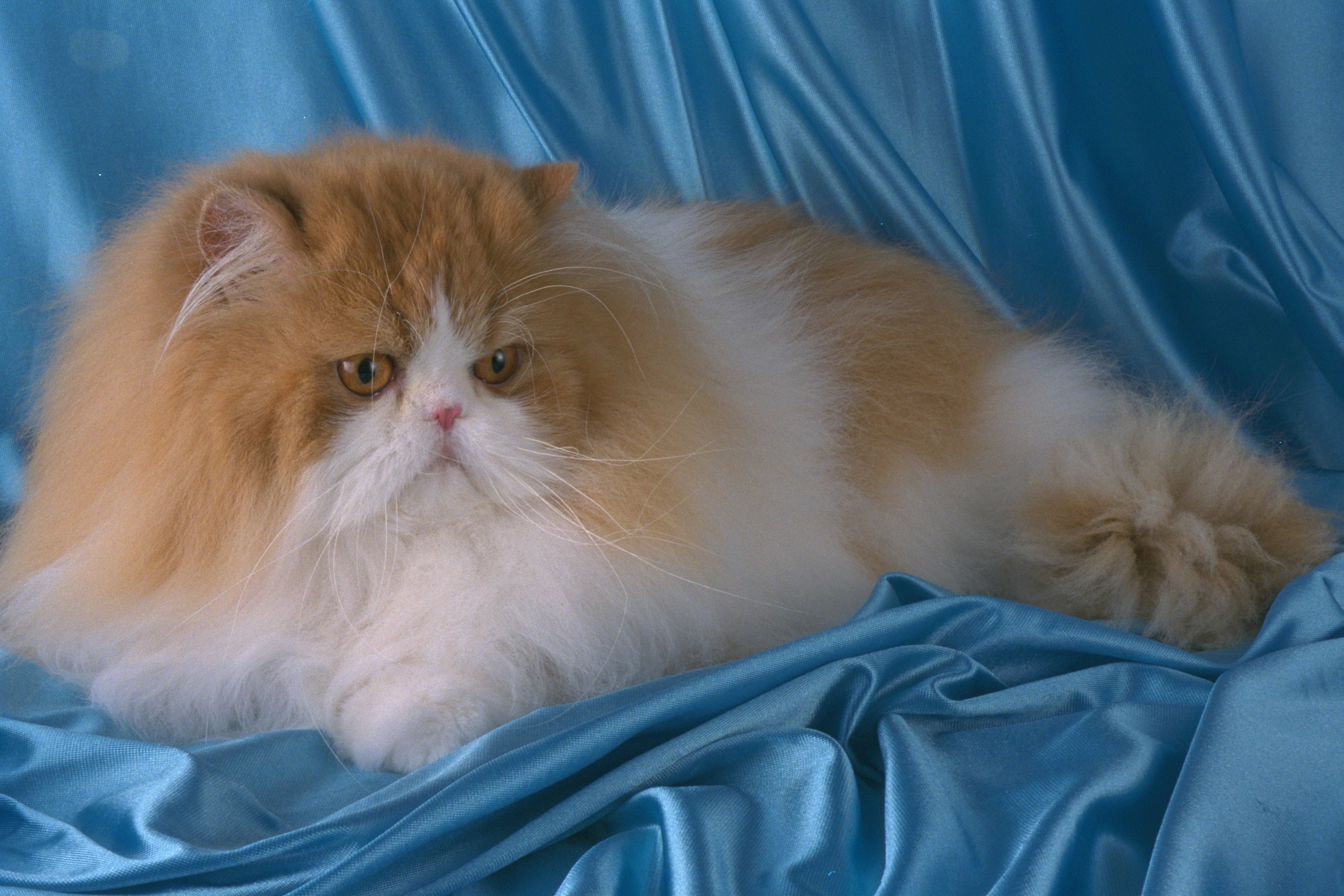 Что такое перс. Персидская Сибирская длинношерстная. Персидская длинношерстная кошка. Длинношёрстная Персидская кошка рыжий. Экзот шиншилла длинношёрстная.