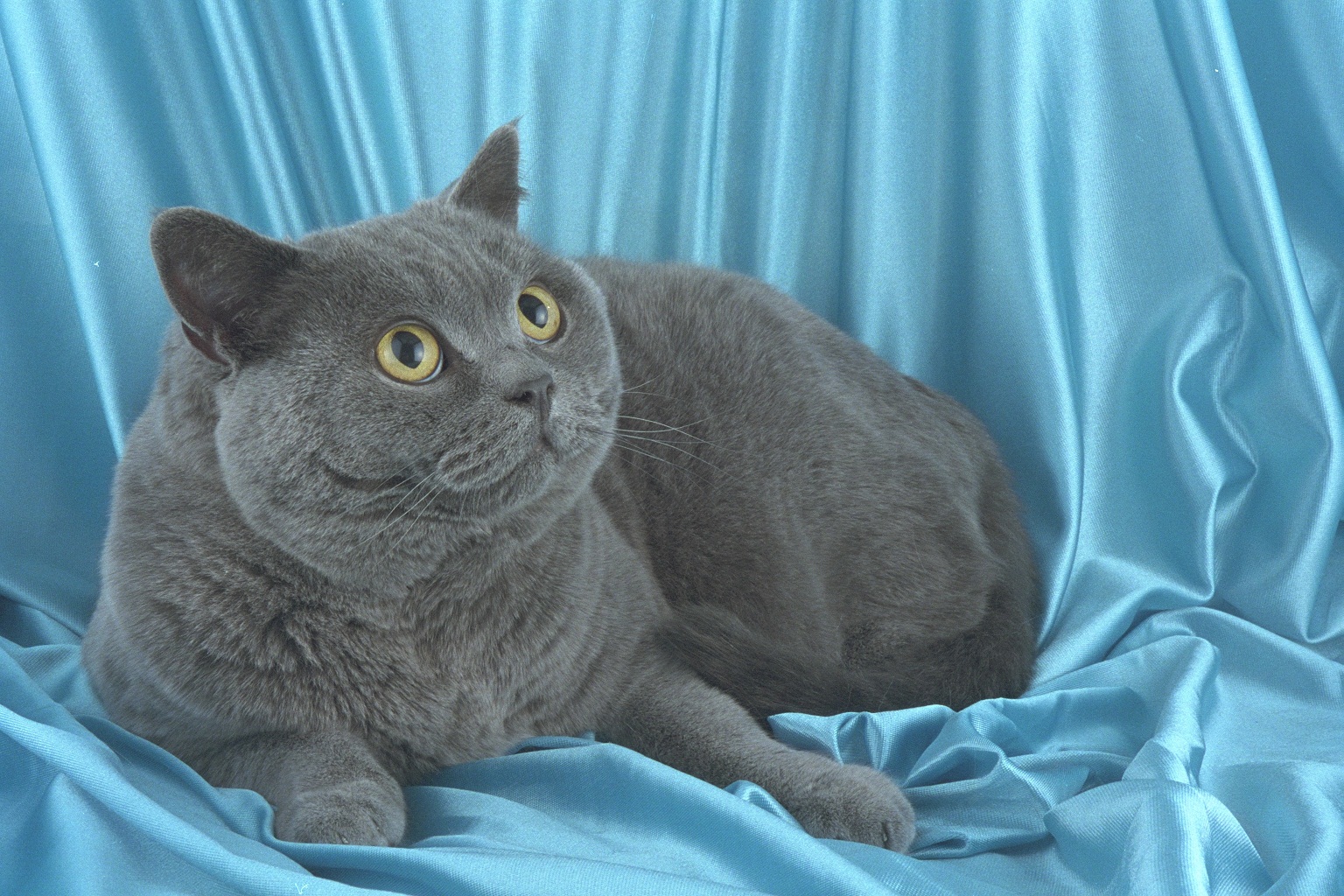 Фотографии породы британских кошек. Британская короткошёрстная кошка шартрез. Британская короткошёрстная кошка голубая. Британский короткошерстный кот голубой. Порода Бритиш Шортхэйр.