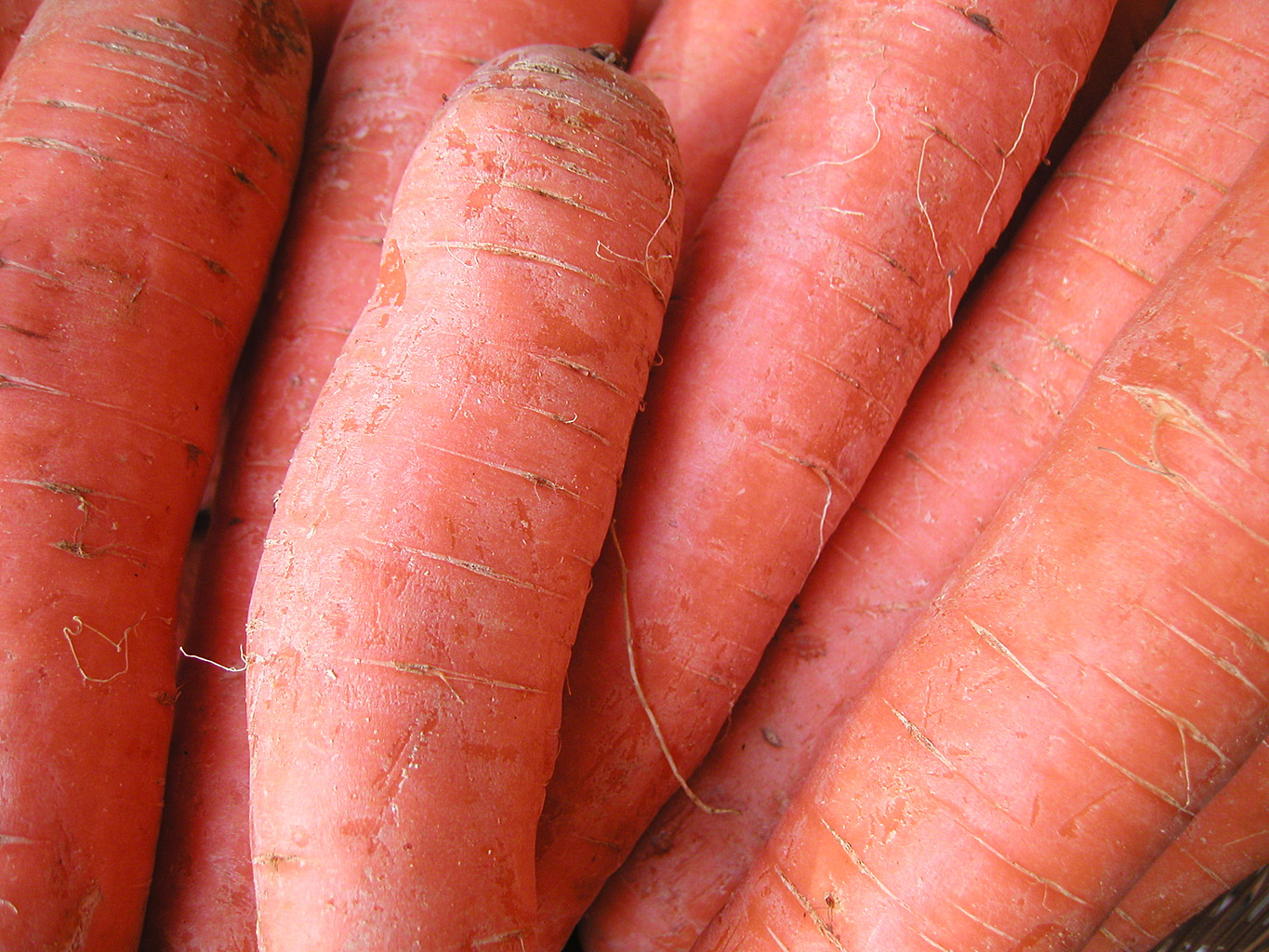 Морковь про 2024 года. Морковь зимой. Как хранить морковь на зиму. Фото морковь про канал.