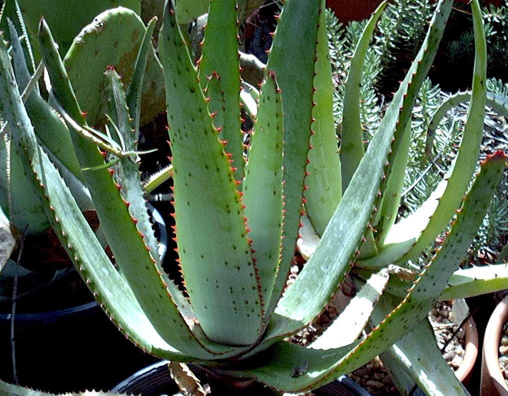 8 aloes