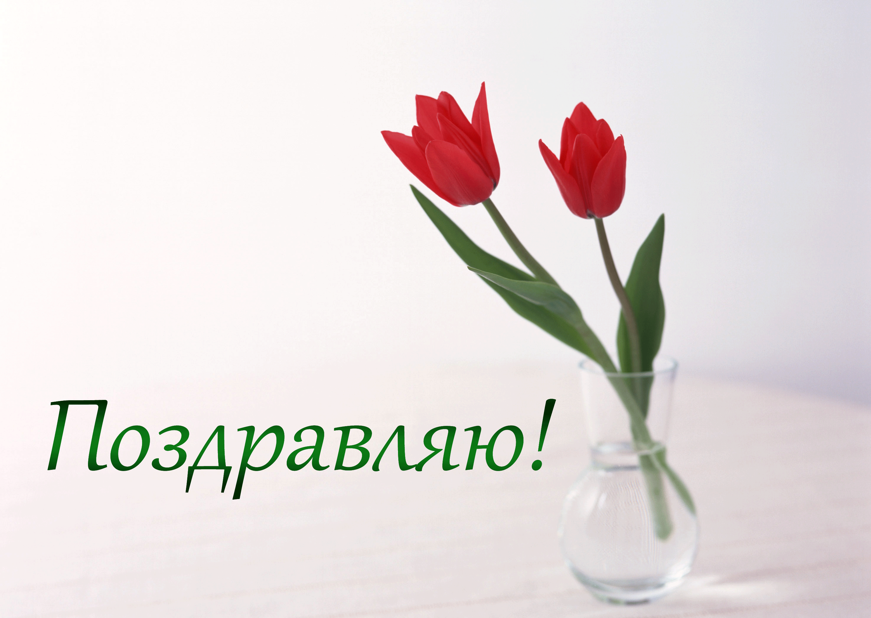 Тюльпаны минимализм. Тюльпан Kadima. Красные тюльпаны. Тюльпаны фон.