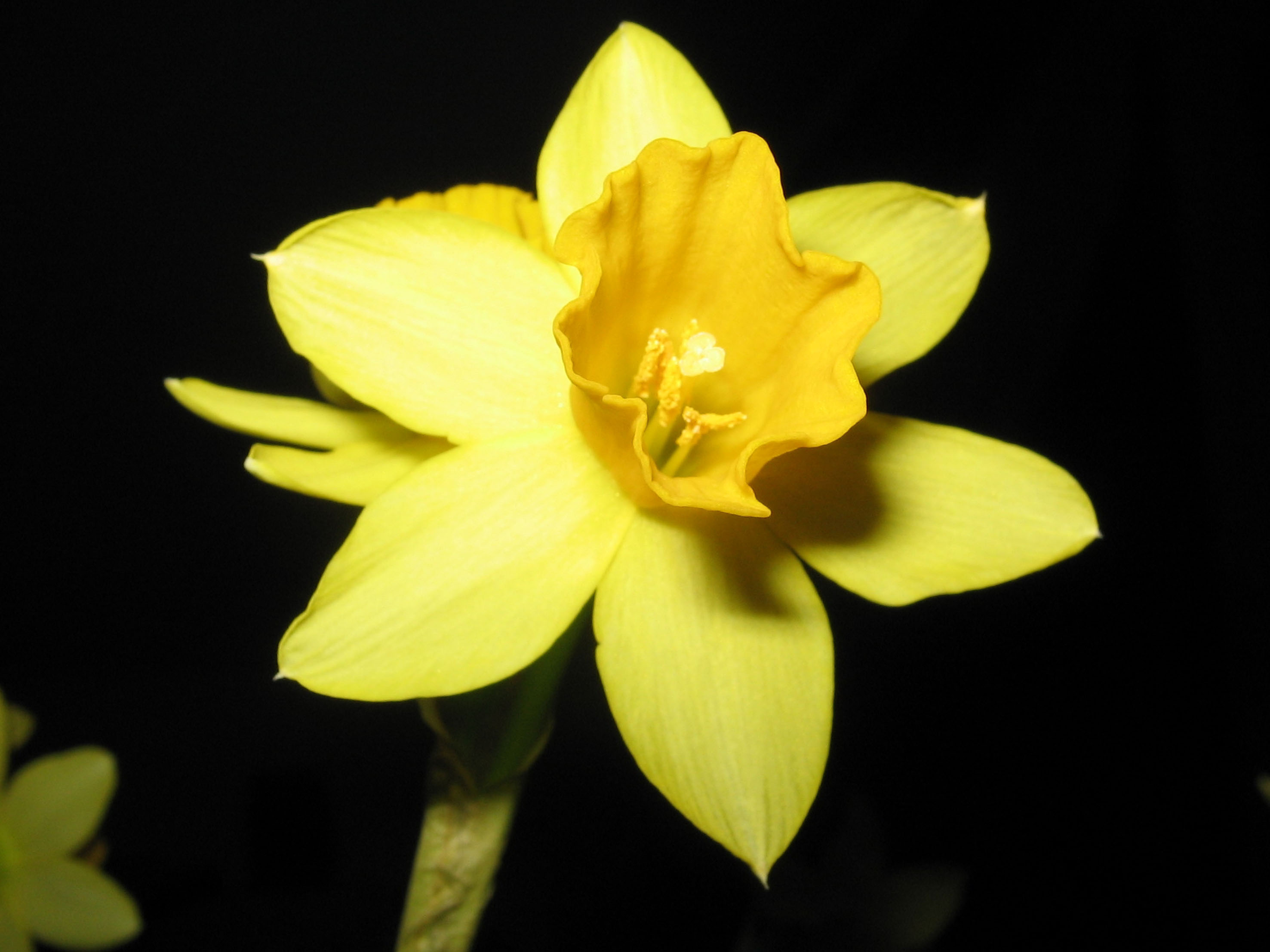 Бутон нарцисса. Жёлтые цветы похожие на нарциссы. Отцветевшие бутоны Нарцисс. Лепка Нарцисс.